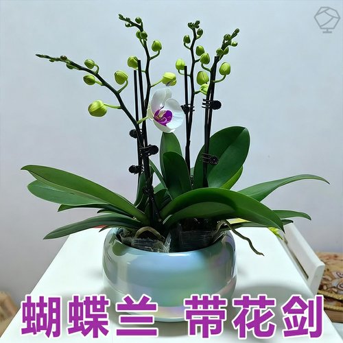 粉残雪蝴蝶兰2.8寸杯带花剑发货耐热型夏花续花型花期超长好养活