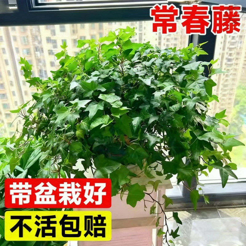 金边常春藤盆栽水培花卉植物常青长青藤室内垂吊兰好养绿植