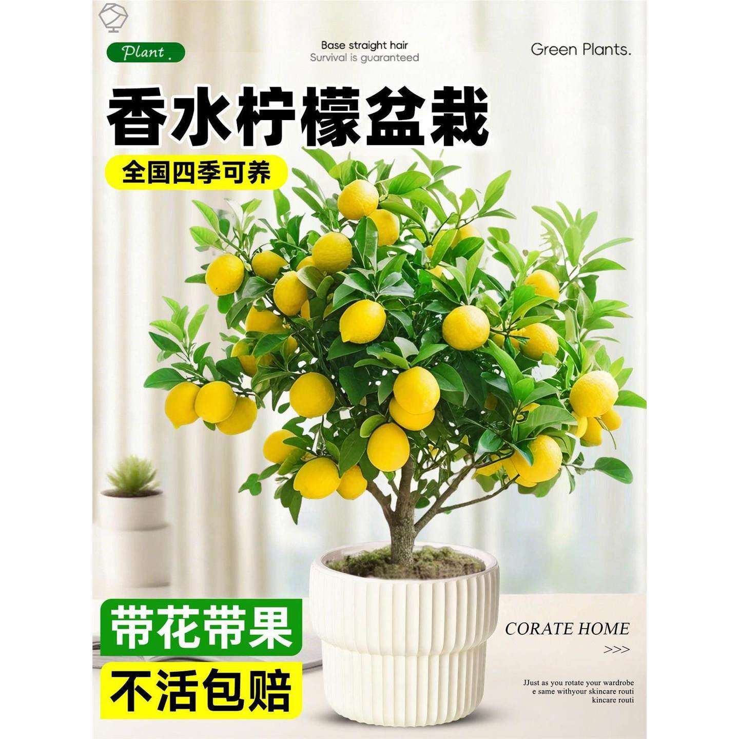 香水柠檬树盆栽绿植客厅室内带果老桩桌面阳台植物可食用水果树苗