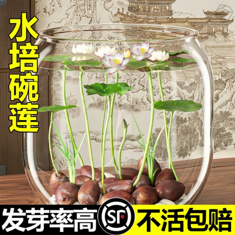 水培植物碗莲睡莲荷花带花苞鱼缸懒人水养富贵竹室内绿植花卉盆栽