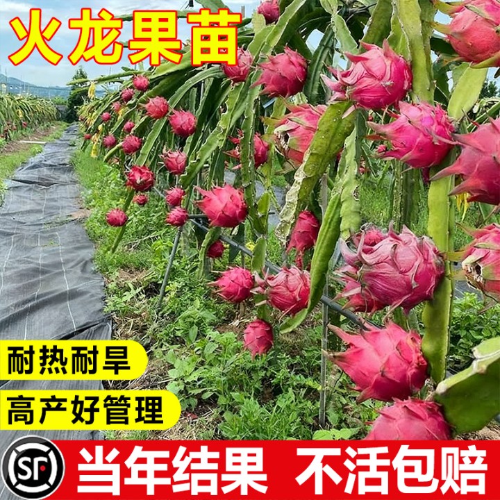 红心火龙果树苗家庭阳台庭院四季南北种植盆栽水果种苗当年结果