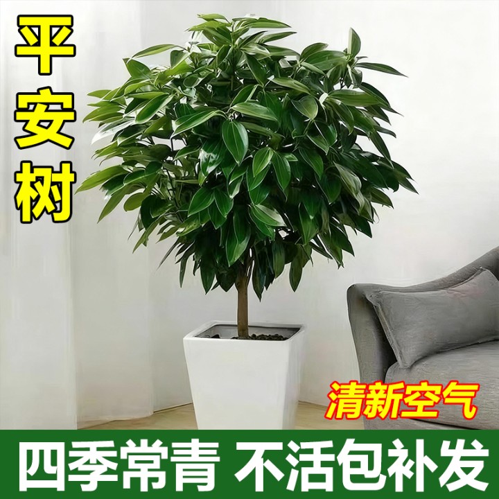 平安树盆栽大型绿植室内客厅四季常青吸甲醛植物办公室观赏盆景苗