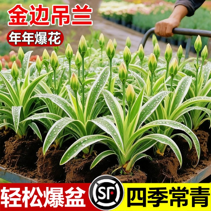 浓香型新品金边吊兰花卉懒人盆栽