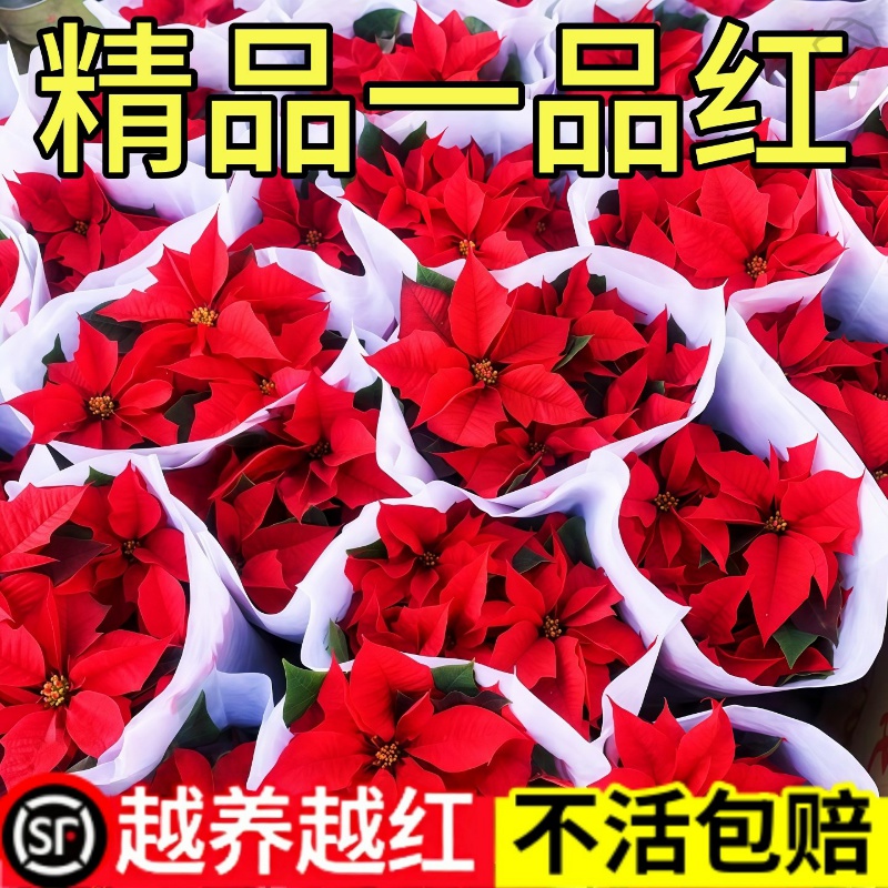 一品红盆栽室内花卉绿植好养耐阴客厅桌面四季鲜花植物吉利红盆景