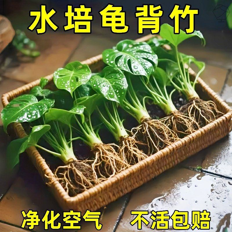 水培植物龟背竹盆栽净化空气绿植老桩天堂鸟大叶耐阴常青室内观叶,鲜花速递/花卉仿真/绿植园艺,造型盆景,淘宝优惠券,粉丝福利购,淘宝优惠卷