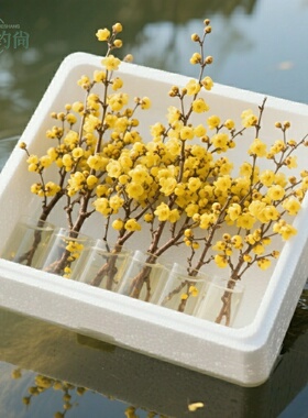 水培鲜枝腊梅枝条室内好养植物冬季耐寒耐冻精品梅花花卉基地直发