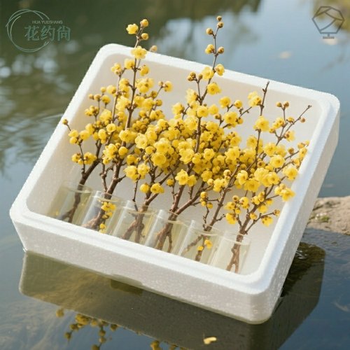 水培鲜枝腊梅枝条室内好养植物冬季耐寒耐冻精品梅花花卉基地直发