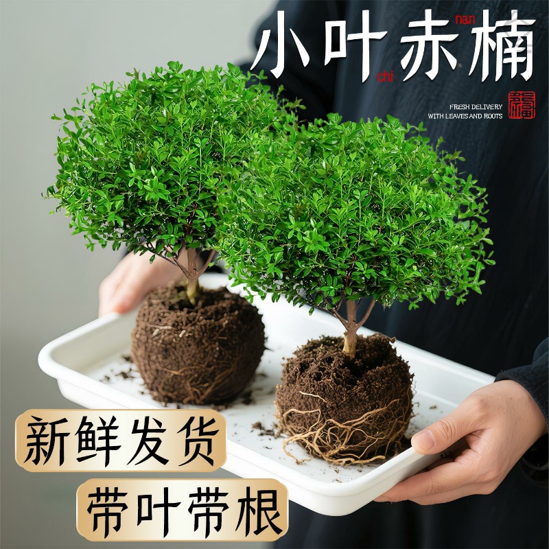 小叶赤楠盆景禅意微景观老桩植物好养室内桌面金丝楠木绿植小盆栽