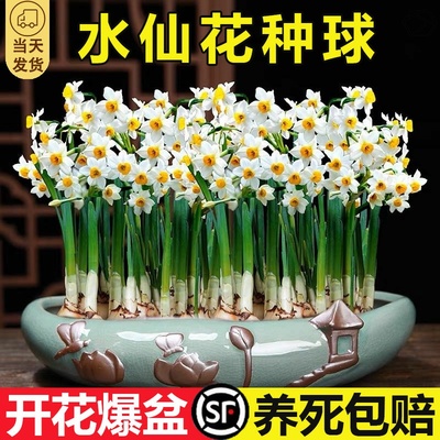 水仙花种球盆栽水培室内冬季水养花卉洋水仙植物风信子郁金香种子