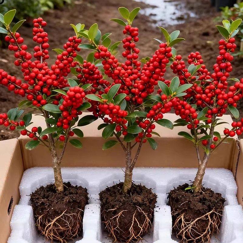 北美冬青盆栽树苗带果公树冬青红果真花红果子进口年宵花花卉雄株,鲜花速递/花卉仿真/绿植园艺,月季/蔷薇/玫瑰,淘宝优惠券,粉丝福利购,淘宝优惠卷