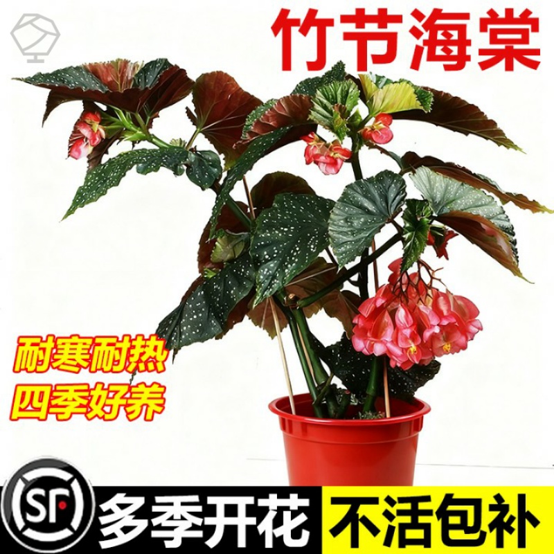 海棠花秋竹节海棠盆栽斑点四季大