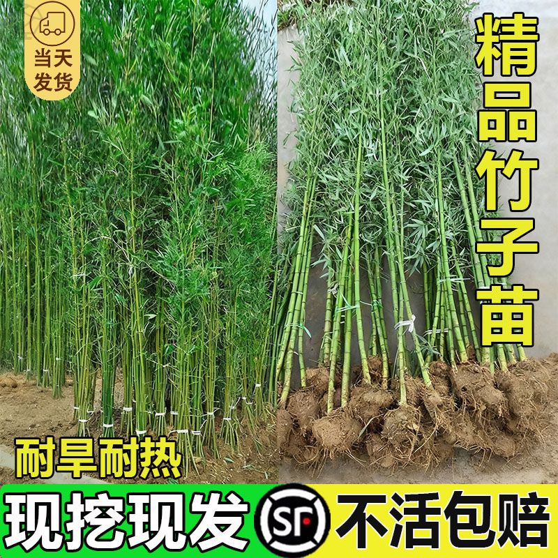 四季常青竹子苗庭院室外院墙植物青竹黄金竹北方盆栽风景竹子树苗