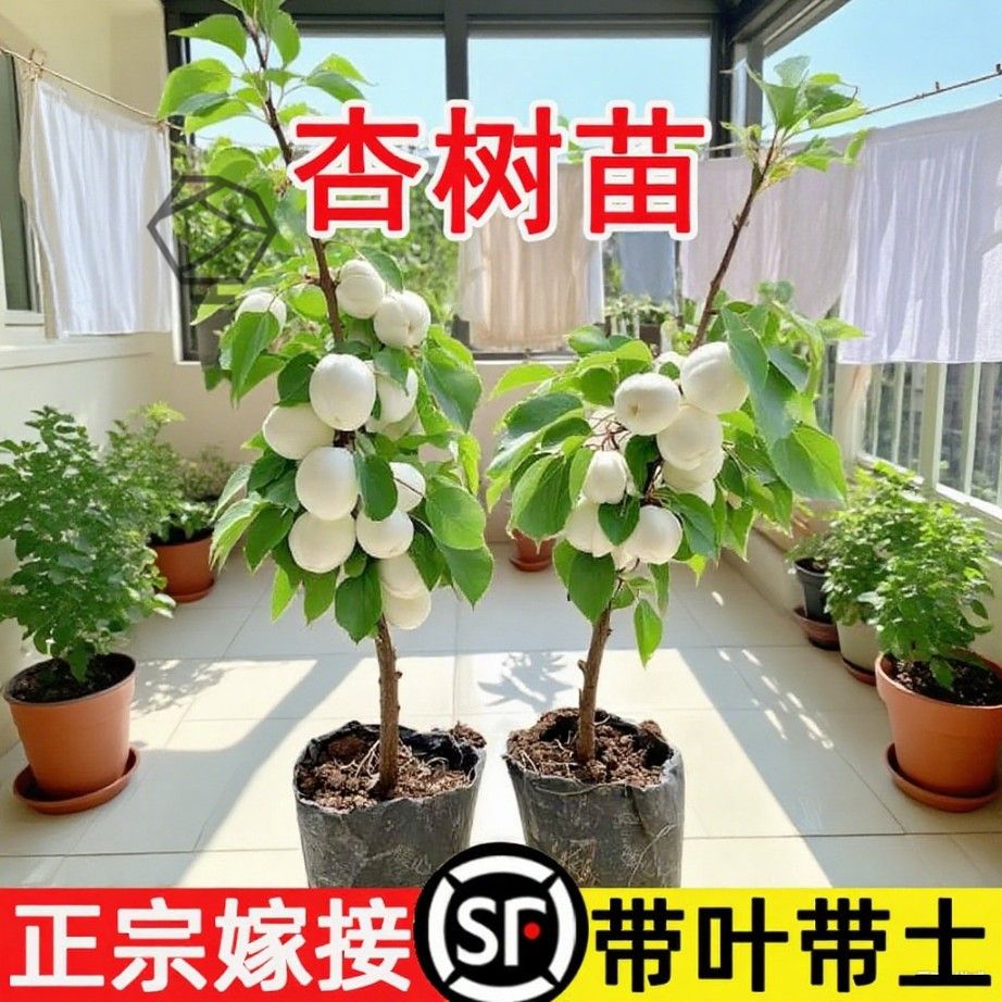 杏树果苗盆栽嫁接早熟金