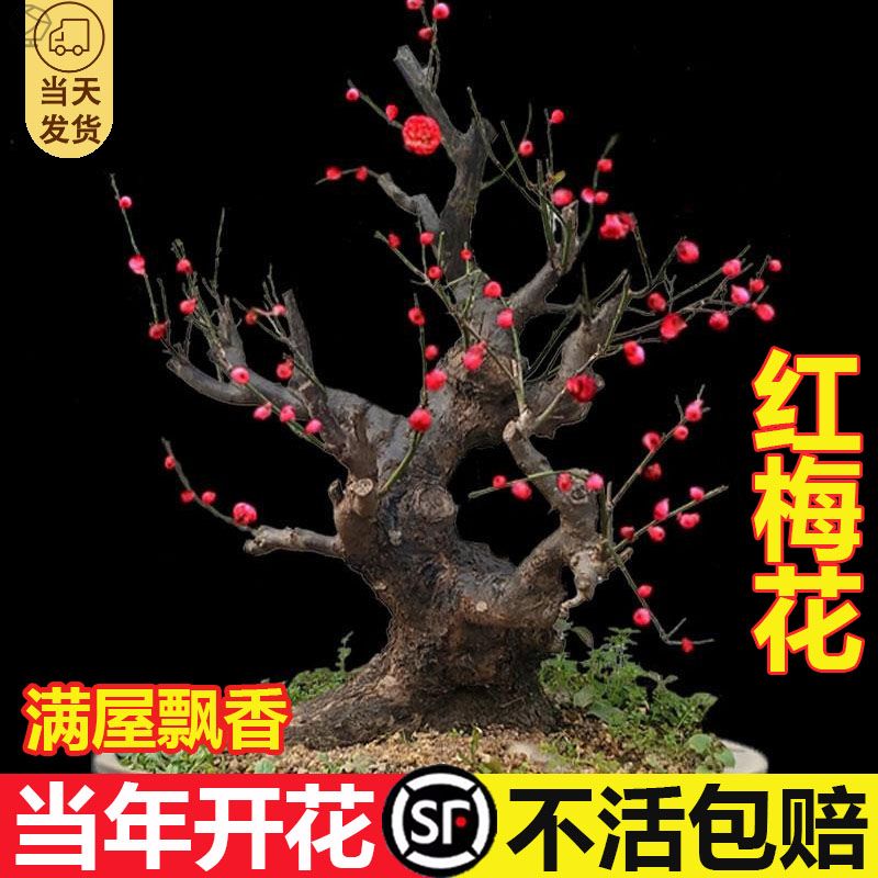 原生骨里红梅花盆景盆栽梅花老树桩庭院耐寒花卉室内盆景植物装饰