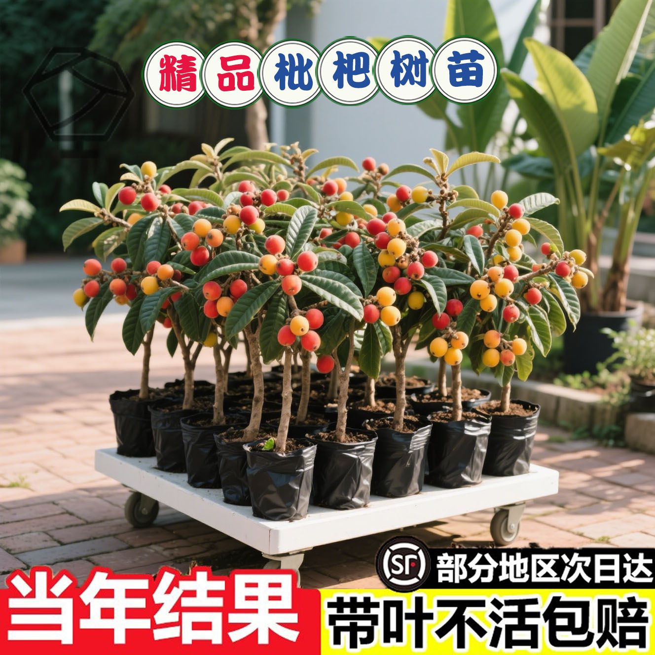 无核枇杷苗树特大砂糖大