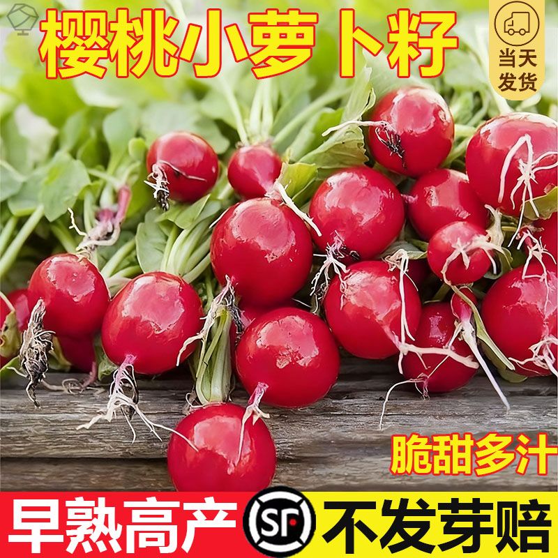 蔬菜种子小萝卜白萝卜樱桃美春季