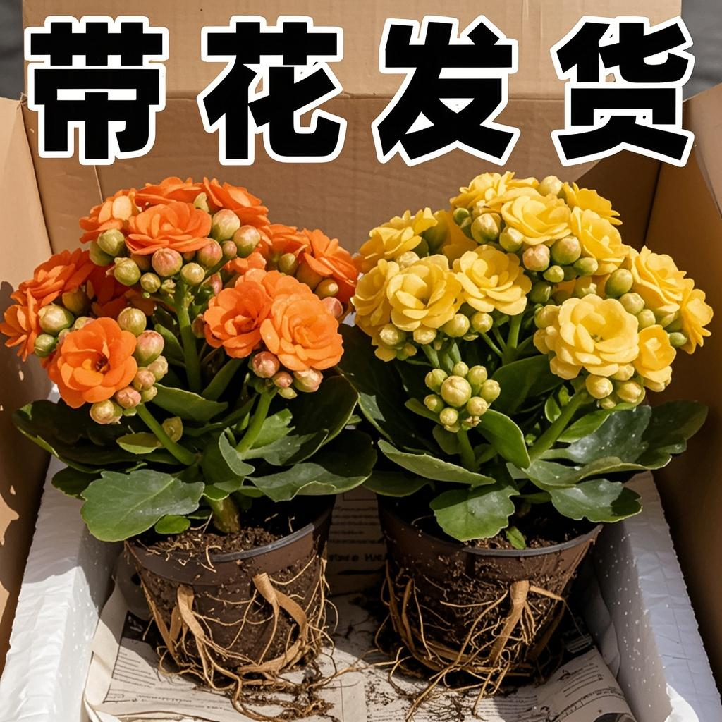 长寿花盆栽带花苞重瓣大苗四季爆花阳台花卉室内好养新品大花绿植,鲜花速递/花卉仿真/绿植园艺,造型盆景,淘宝优惠券,粉丝福利购,淘宝优惠卷