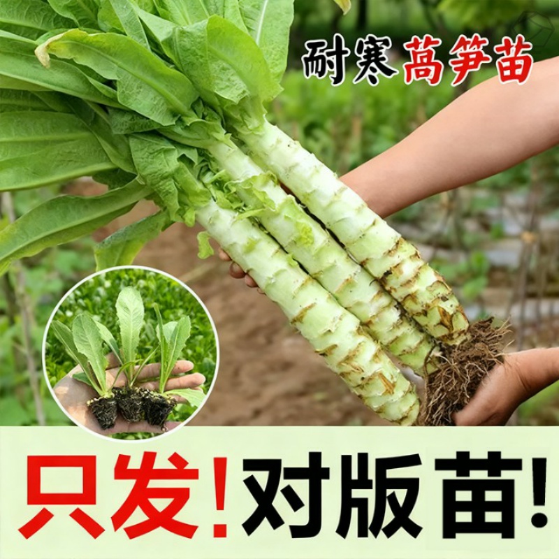 莴笋莴苣苗秧苗秋冬四季苗阳台盆栽苗庭院种植耐寒蔬菜苗各种秧苗