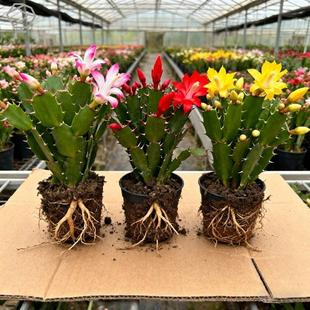 新品蟹爪兰盆栽带花苞室内外客厅阳台花卉植物蟹爪莲四季好养易活