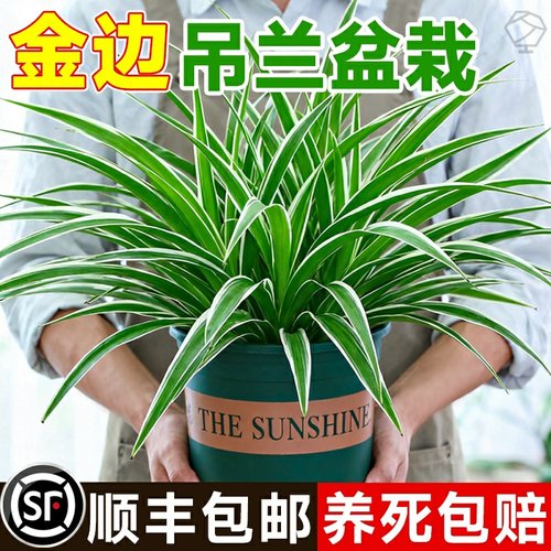 金边吊兰盆栽水培植物室内好养花卉除甲醛客厅桌面摆放垂吊绿植物