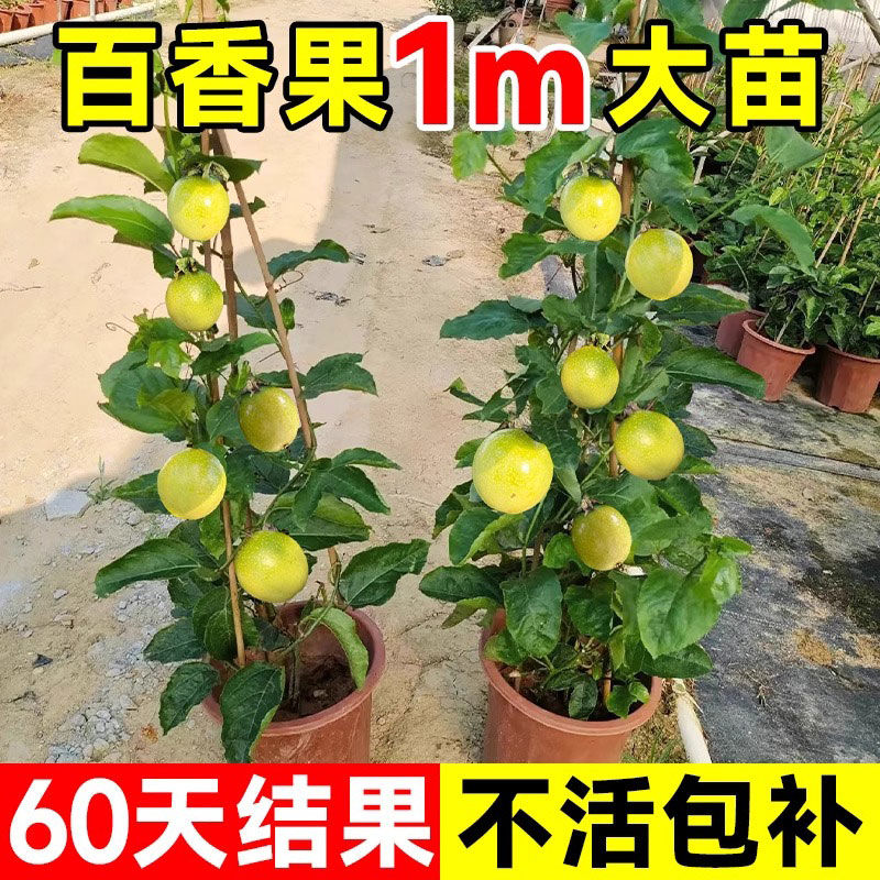 【四季结果】9号黄金百香