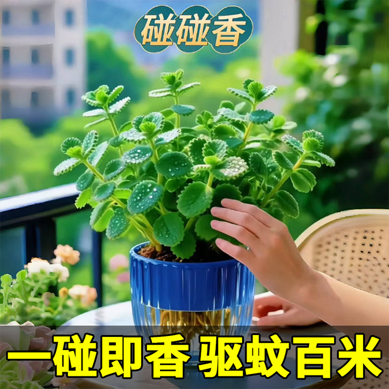 碰碰香盆栽可食用绿植驱