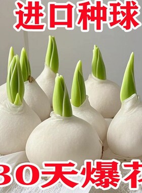 进口荷兰水培郁金香种球室内室外水养花卉植物盆栽四季耐寒五度球