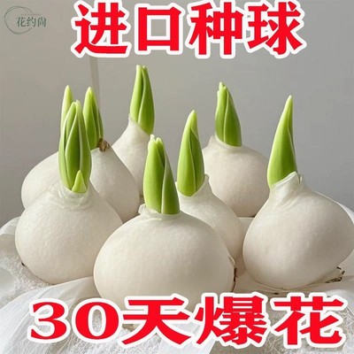 进口荷兰水培郁金香种球