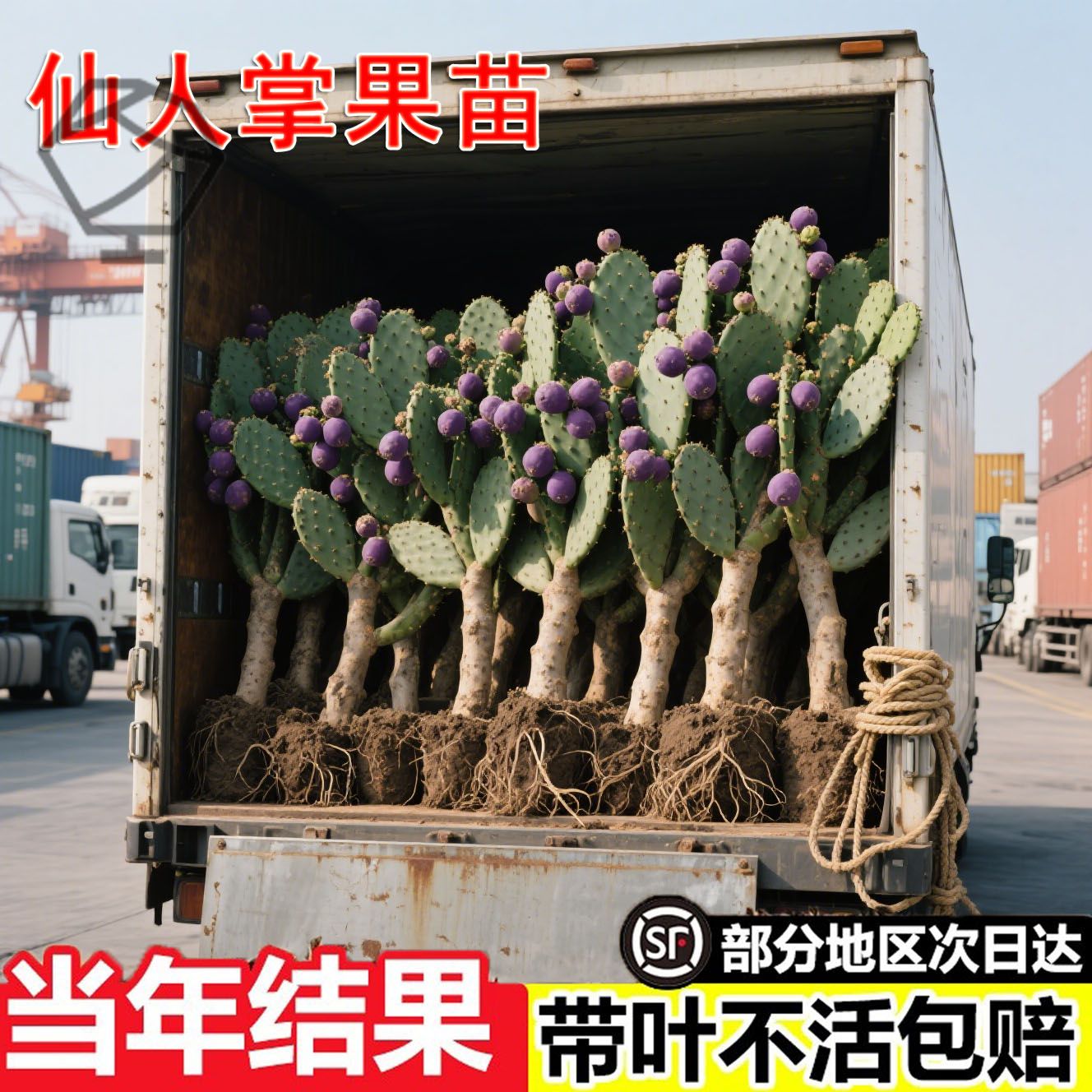 当年结果食用水果型宝塔