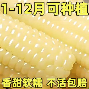 白糯玉米种子高产新鲜大棒四季甜糯玉米非转基因粘糯米白玉米种子