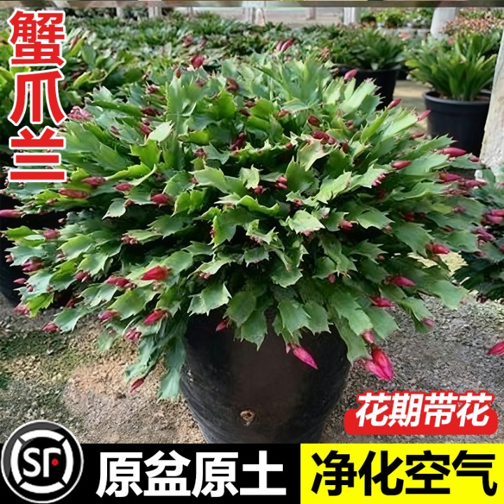 带花苞蟹爪兰盆栽多色进口苗嫁接室内外耐寒多肉花卉绿植四季好养