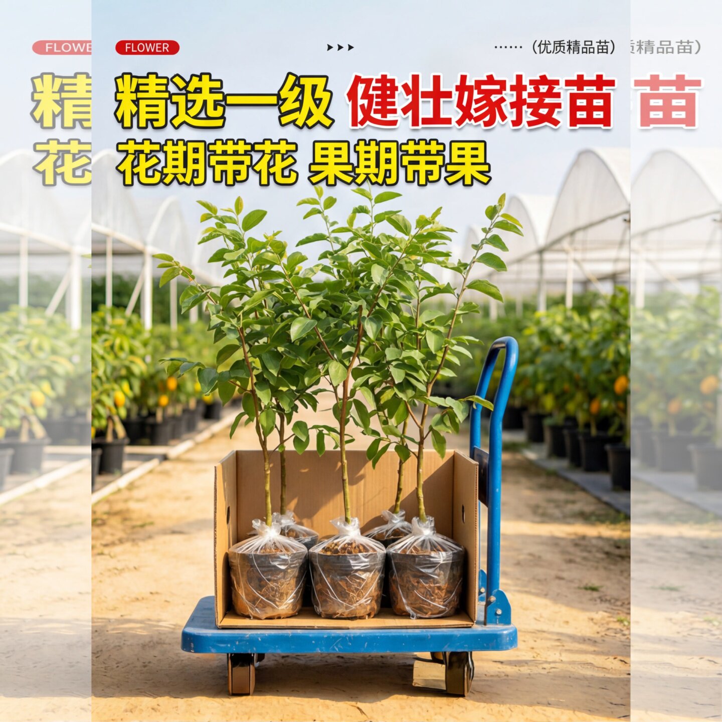 枣树苗大树带土球树苗矮化特大号枣苗嫁接苗树庭院土球当年南方