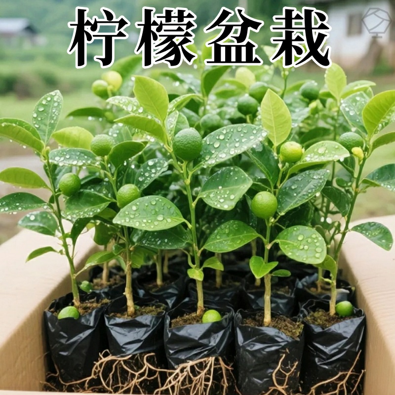 四季香水柠檬树苗盆栽绿植阳台室内植物开花卉种植结果南北方室内