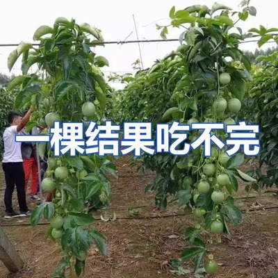 【四季结果】9号黄金百香