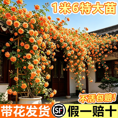 爬藤月季3