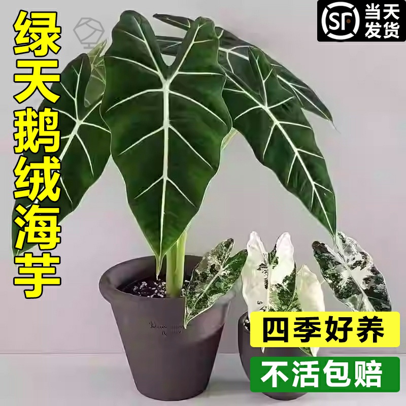 绿天鹅绒海芋热带植物彩叶芋阳台绿植盆栽办公室内外观叶植物