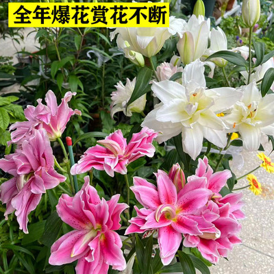 香水百合花盆栽带花苞精