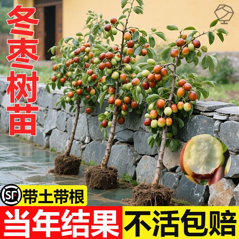 枣树特大沾化嫁接北方南方种植活