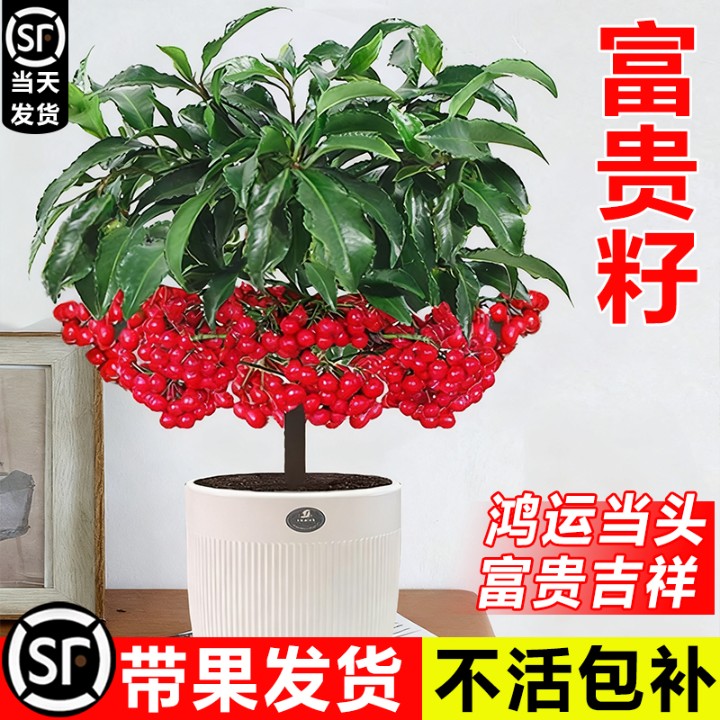 富贵籽盆栽带果金玉满堂黄金万两室内客厅旺宅绿植物四季好养盆景
