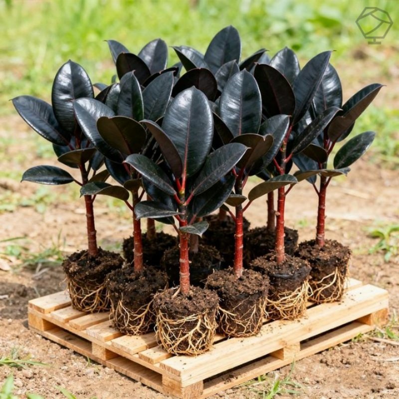 黑金刚橡皮树盆栽室内外净化空气绿植办公桌盆栽好养植物四季常青,鲜花速递/花卉仿真/绿植园艺,月季/蔷薇/玫瑰,淘宝优惠券,粉丝福利购,淘宝优惠卷