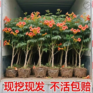 凌霄花带花苞炮仗花爬藤植物盆栽庭院特大号藤蔓花卉四季爬墙绿植