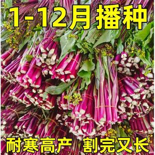 红菜苔种子红油菜薹速生菜心种子持续采收四季蔬菜紫菜苔种子
