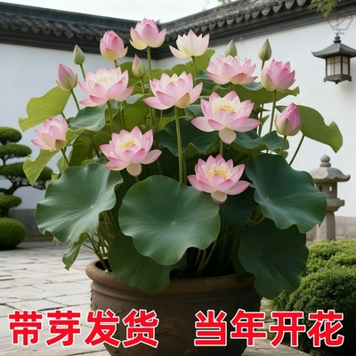 荷花种藕盆栽观赏水养莲花缸栽莲藕莲花卉池塘荷花缸养水生种根苗