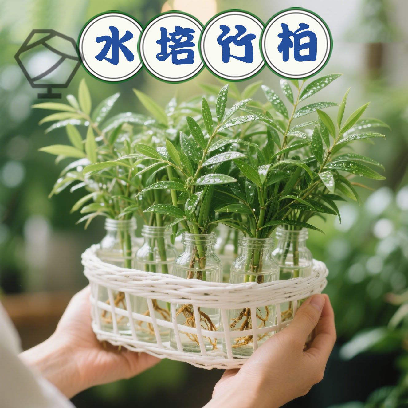竹柏驱蚊竹水培植物盆栽