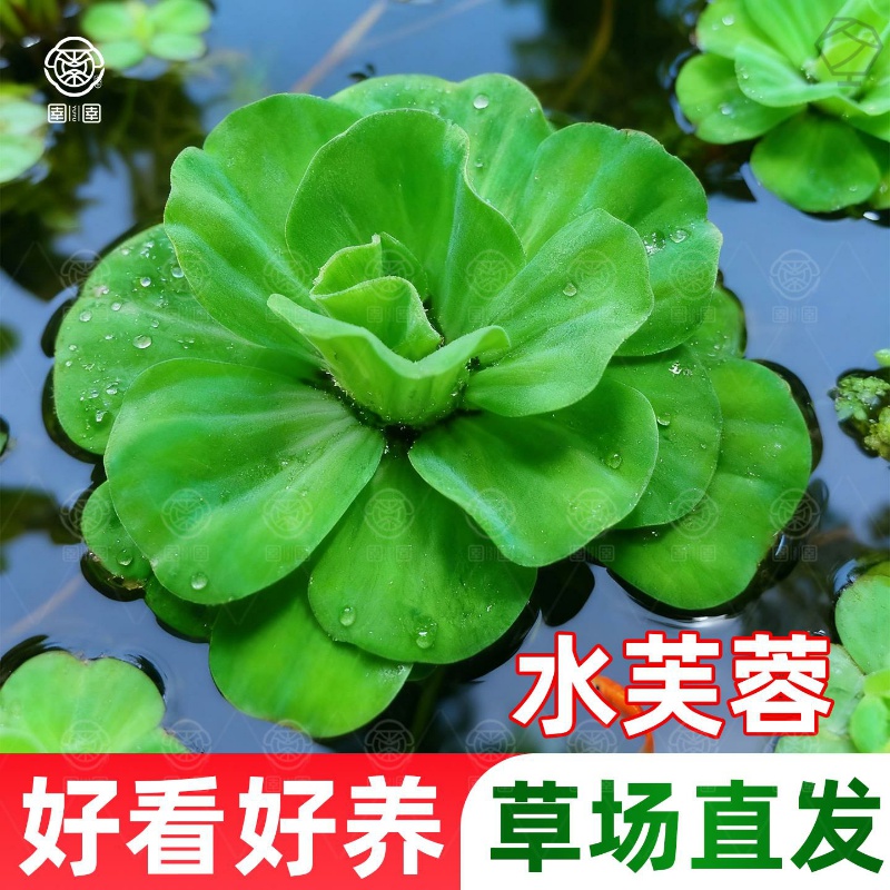 浮萍水草水培植物水芙蓉水上和鱼共养古法养鱼金鱼缸造景净化水质