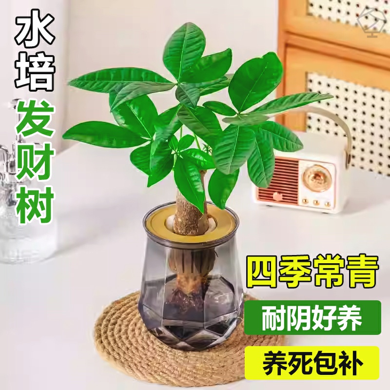发财树水培植物小盆栽室内客厅办公室桌面四季好养活水养绿植花卉