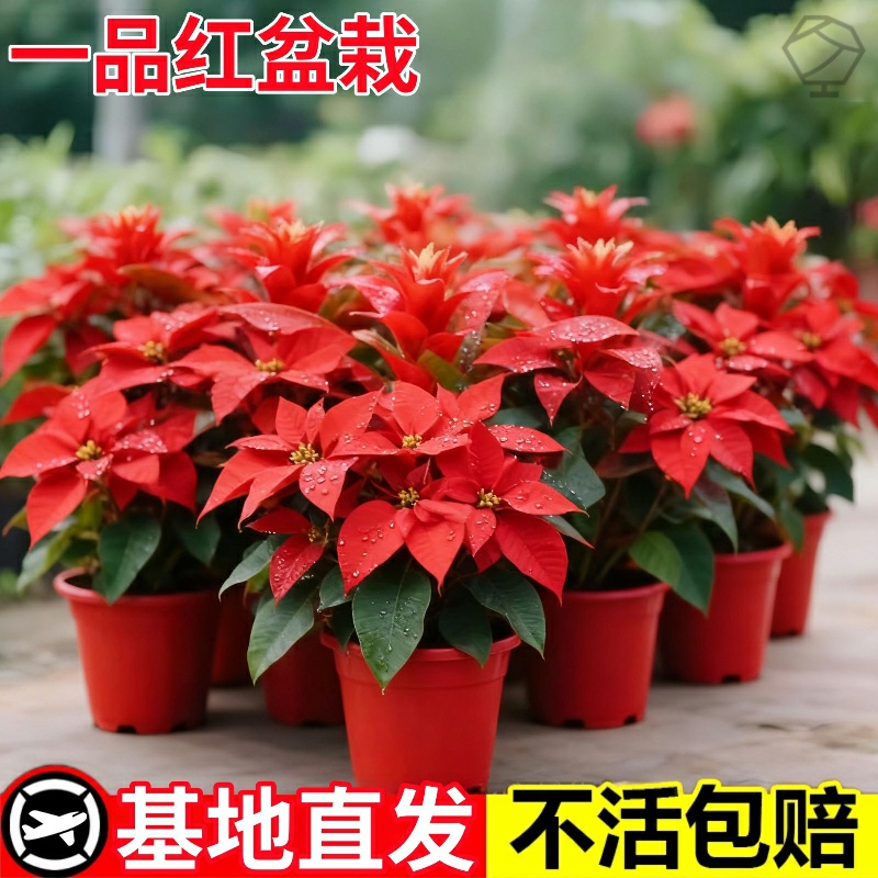 一品红圣诞花苗客厅摆件年宵花办公桌鲜花卉绿植四季好养室内盆栽
