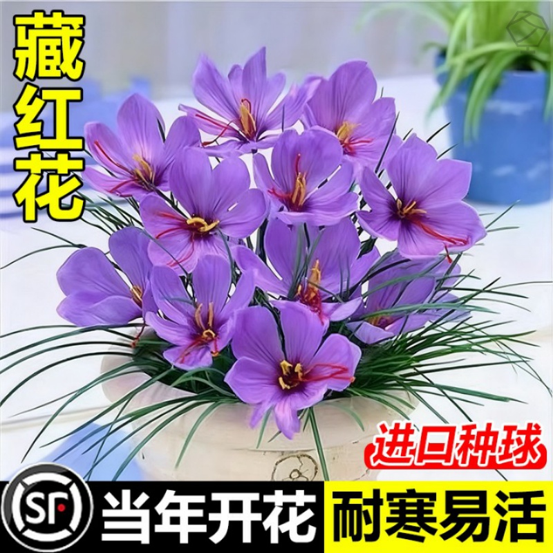 正宗藏红花种球盆栽花种子室内花卉四季开花苗耐寒水培植物药用