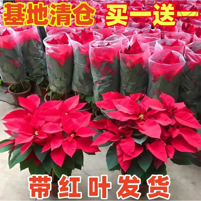 一品红盆栽花卉四季真鲜花植物年宵花圣诞花开花客厅阳台好养绿植,鲜花速递/花卉仿真/绿植园艺,月季/蔷薇/玫瑰,淘宝优惠券,粉丝福利购,淘宝优惠卷