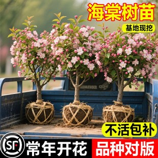 西府海棠树苗常年开花盆景客厅花卉绿植室外庭院植物四级耐寒好养